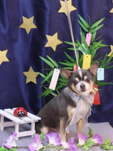 20230729メルくん